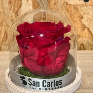 Cúpula con rosa preservada roja. - Imagen 3