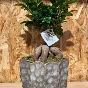 Ficus Ginseng con maceta XL. - Imagen 3