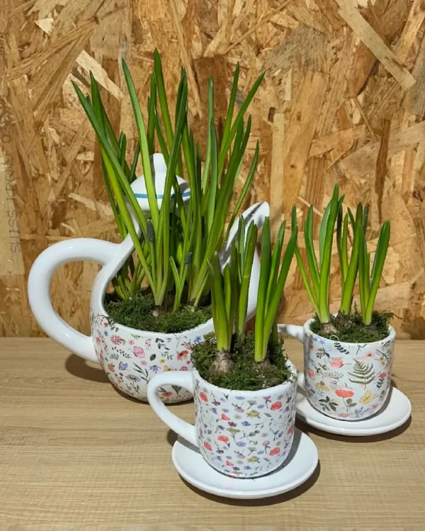 Cafetera y dos tazas de bulbos 1 8040 1