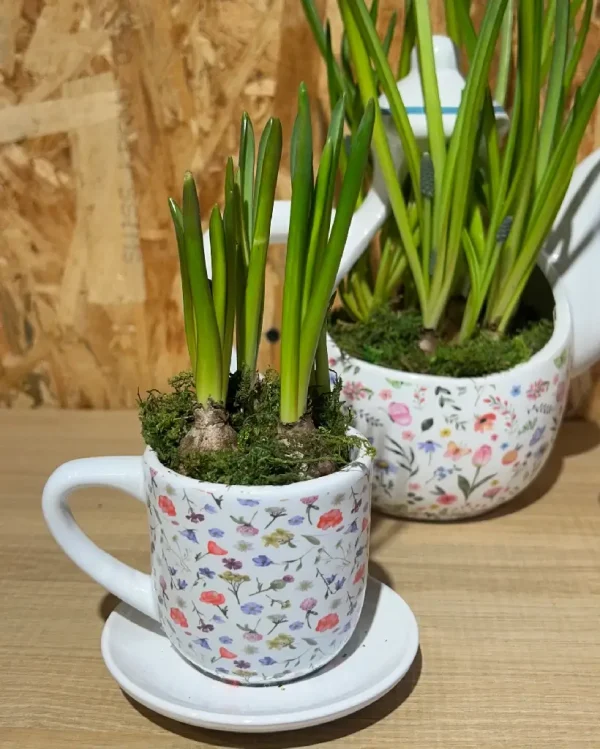 Cafetera y dos tazas de bulbos 2 8042 1