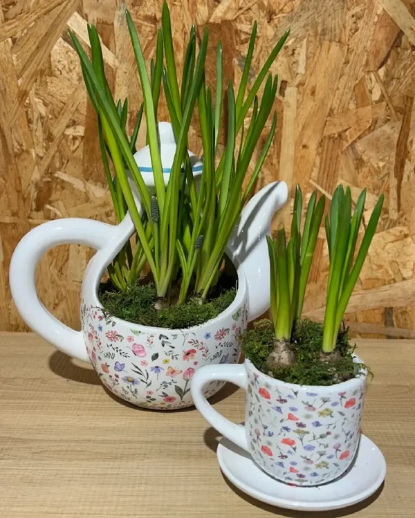 Cafetera y dos tazas de bulbos 4 8044 1