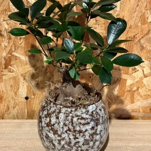 Ficus Ginseng con maceta New Form. - Imagen 3