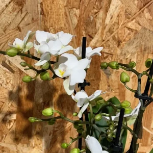 Centro con phalaenopsis blanca en base ceramic beige. - Imagen 4