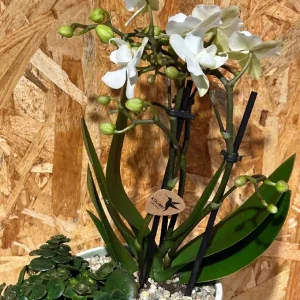 Centro metal green phalaenopsis blanca. - Imagen 4