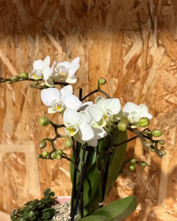 Centro Phalaenopsis blanca Base Ceramic/Metal 3 8064 1