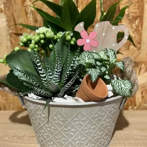 Centro de plantas terra. - Imagen 3