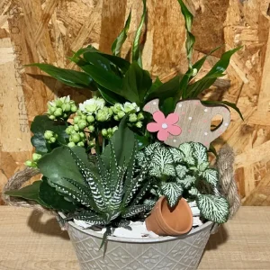 Centro de plantas terra. - Imagen 4