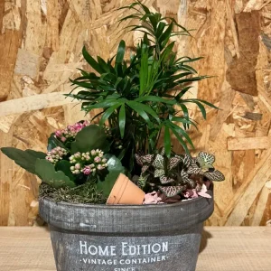 Centro de plantas Home Edition - Imagen 3