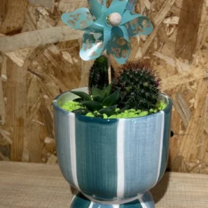 Centro de cactus rainbow 7 Centro de cactus rainbow - Imagen 4