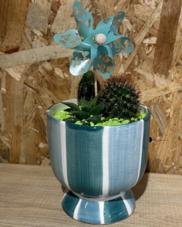 Centro de cactus rainbow 3 Centro de cactus rainbow 1