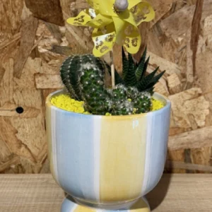 Centro de cactus rainbow 6 Centro de cactus rainbow - Imagen 3