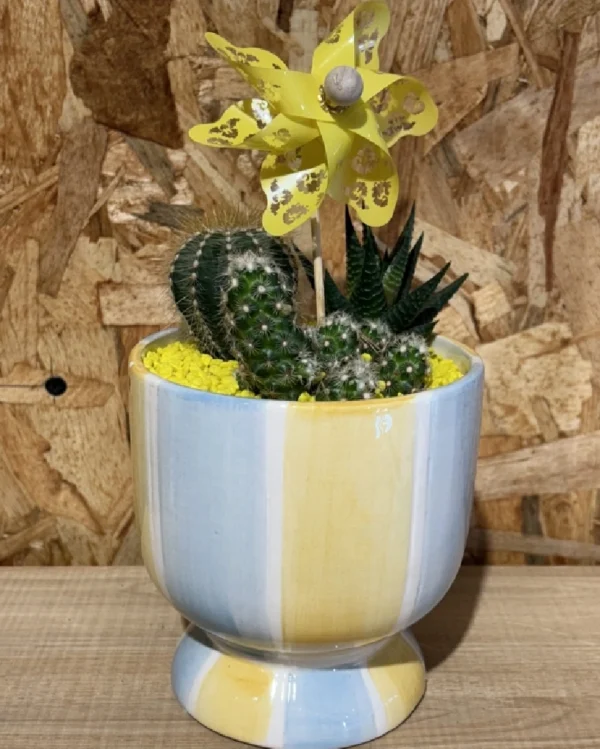 Centro de cactus rainbow 2 Centro de cactus rainbow 2