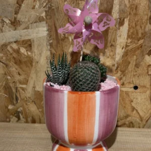 Centro de cactus rainbow 5 Centro de cactus rainbow - Imagen 2