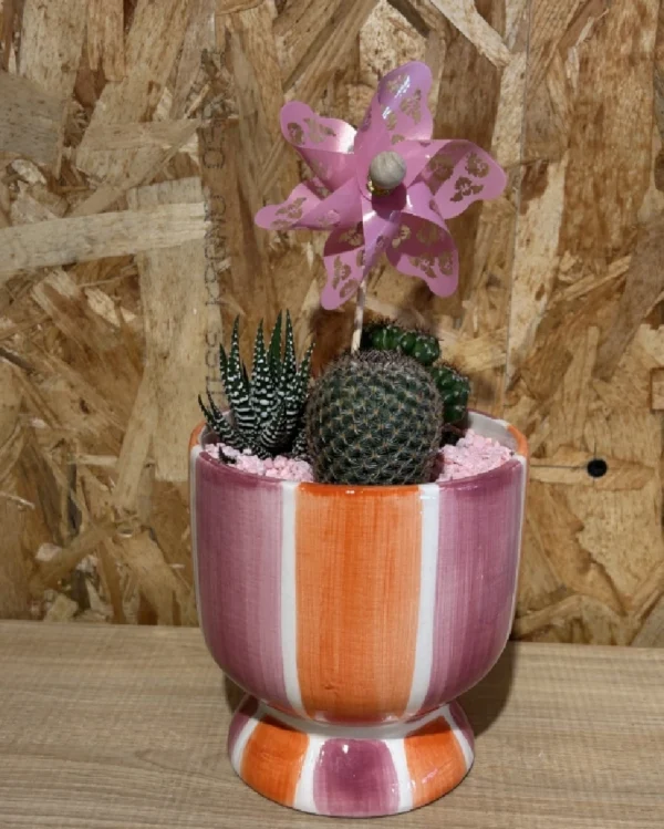 Centro de cactus rainbow 1 Centro de cactus rainbow 3