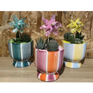 Centro de cactus rainbow 4 Centro de cactus rainbow - Imagen 1