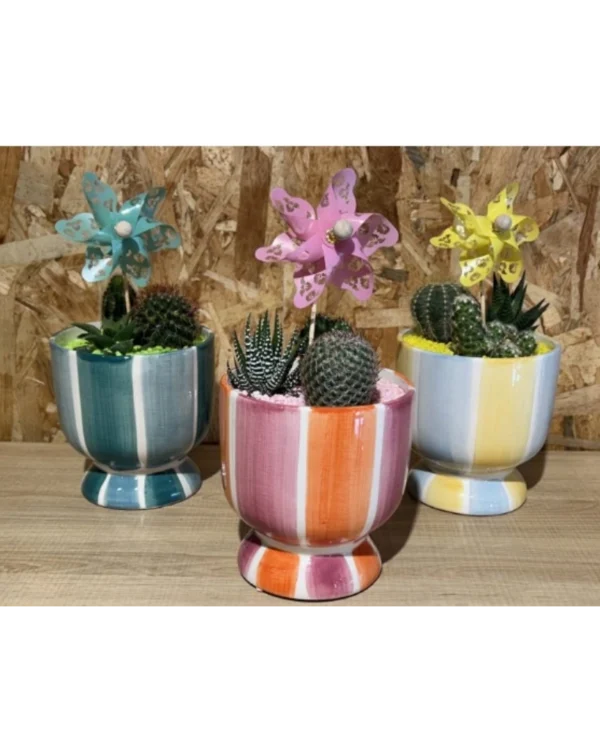 Centro de cactus rainbow Centro de cactus rainbow