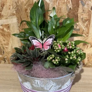 Centro de plantas mariposa. - Imagen 4