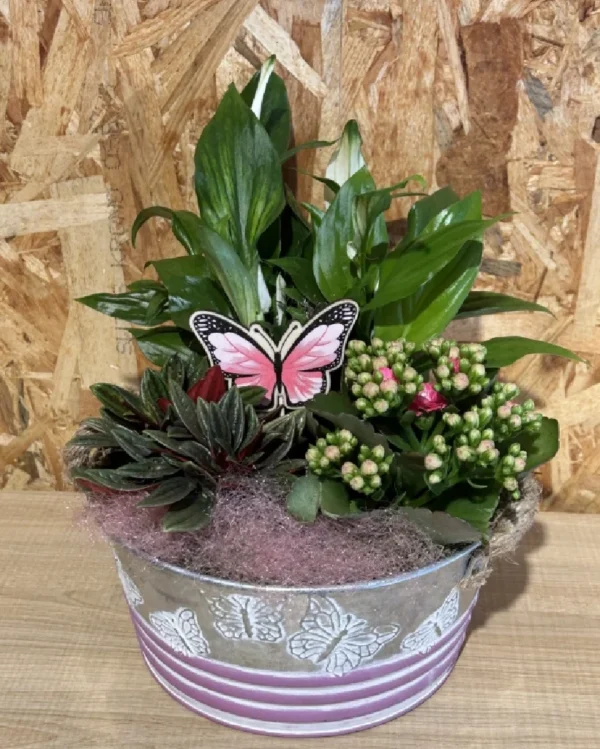 Centro de plantas mariposa 1