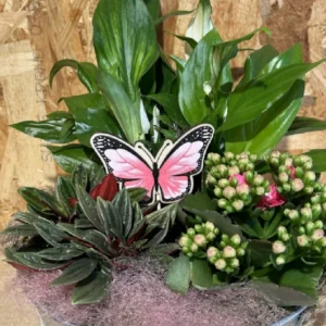 Centro de plantas mariposa. - Imagen 3