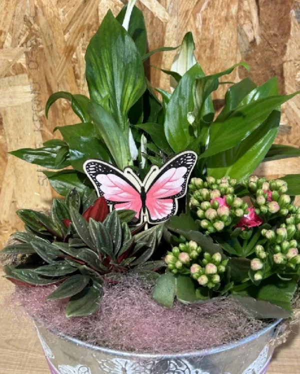 Centro de plantas mariposa 2