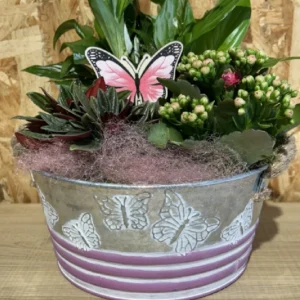 Centro de plantas mariposa. - Imagen 2