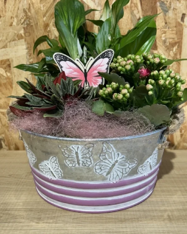 Centro de plantas mariposa 3