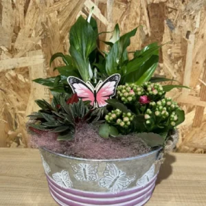 Centro de plantas mariposa. - Imagen 1