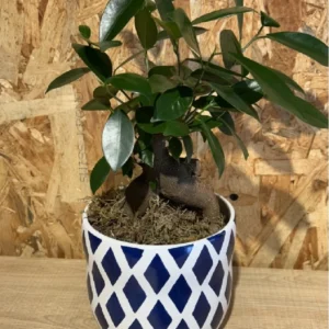 Ficus Ginseng con maceta blue - Imagen 4