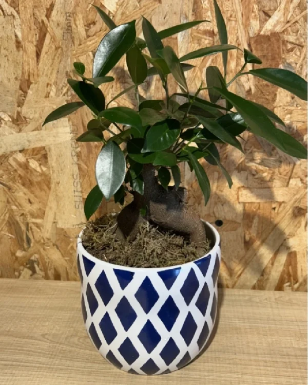 Ficus Ginseng con maceta blue 1
