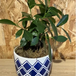 Ficus Ginseng con maceta blue - Imagen 3