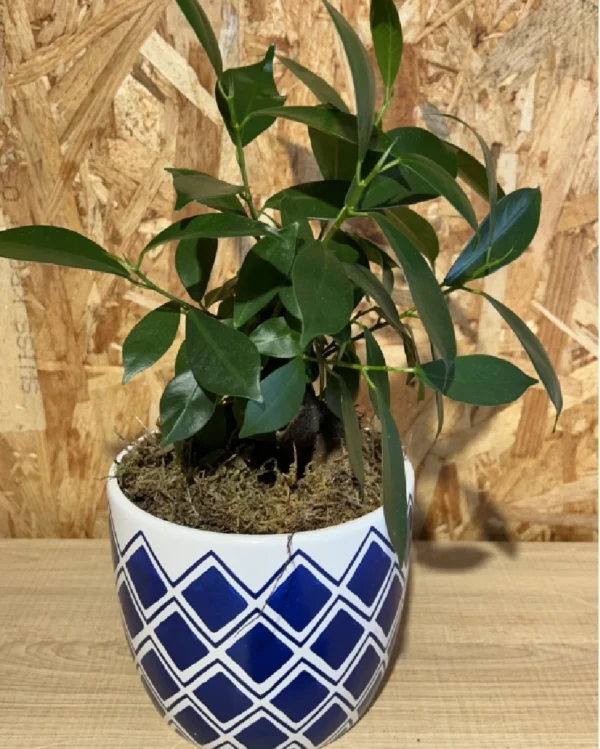Ficus Ginseng con maceta blue 2