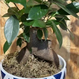 Inicio 44 Ficus Ginseng con maceta blue 3
