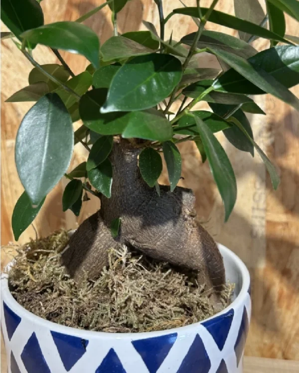 Ficus Ginseng con maceta blue 3