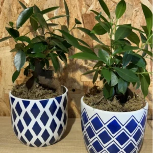 Inicio 43 Ficus Ginseng con maceta blue