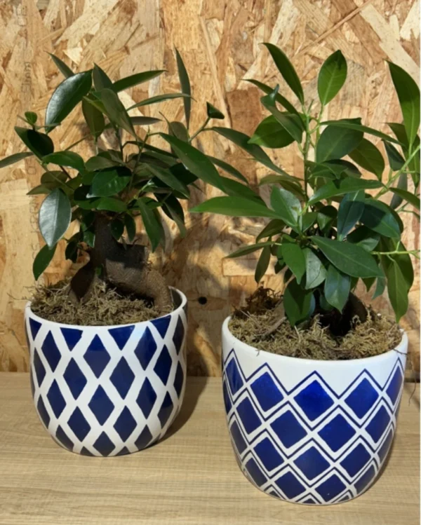Ficus Ginseng con maceta blue