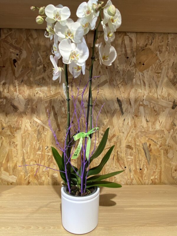 IMG_6842 IMG 6842 scaled 1