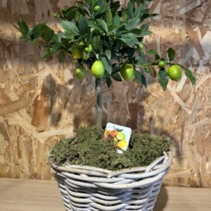 Limonero con maceta mimbre. - Imagen 4