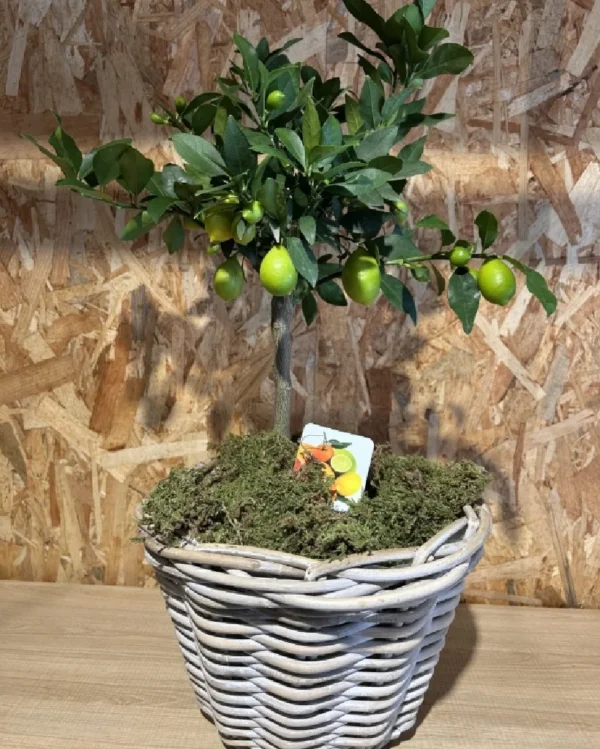 Limonero con maceta mimbre 1