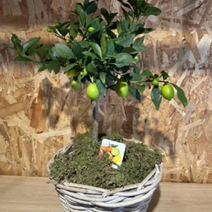 Limonero con maceta mimbre. - Imagen 3
