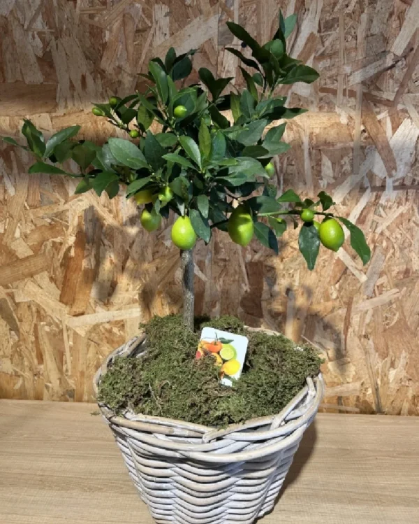 Limonero con maceta mimbre 2