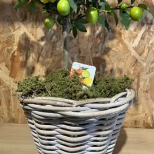 Limonero con maceta mimbre. - Imagen 2