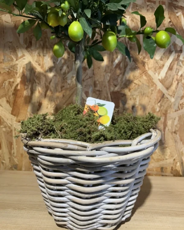 Limonero con maceta mimbre 3