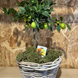 Limonero con maceta mimbre. - Imagen 1