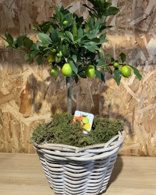 Limonero con maceta mimbre