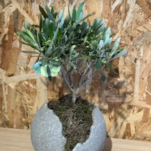 Olivo con maceta - Imagen 4