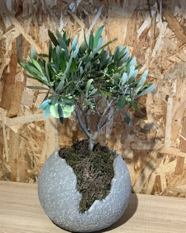 Olivo con maceta 1