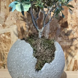 Olivo con maceta - Imagen 3