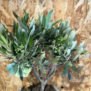 Inicio 48 Olivo con maceta 3