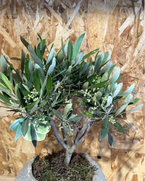 Olivo con maceta 3