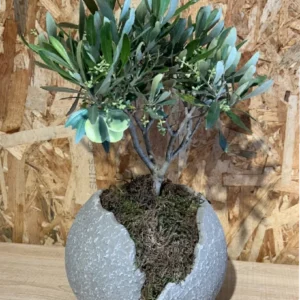 Inicio 47 Olivo con maceta